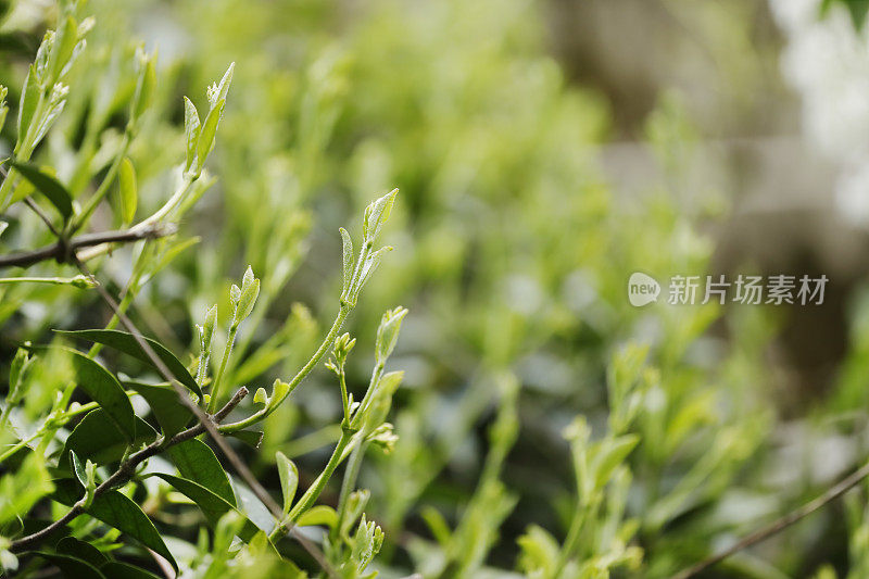 明星茉莉花植物