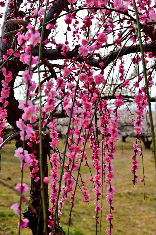 梅花:粉红色