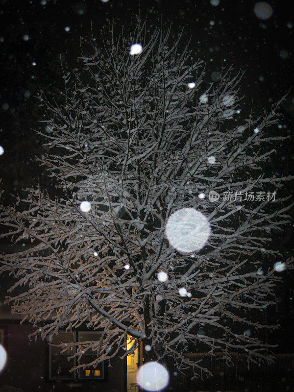 小区树枝上的雪花