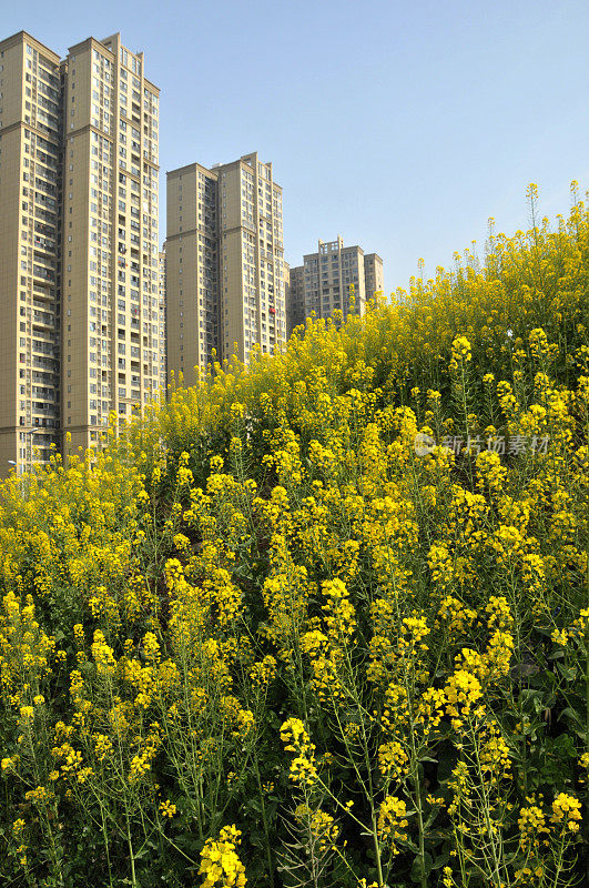 油菜田和现代住宅建筑