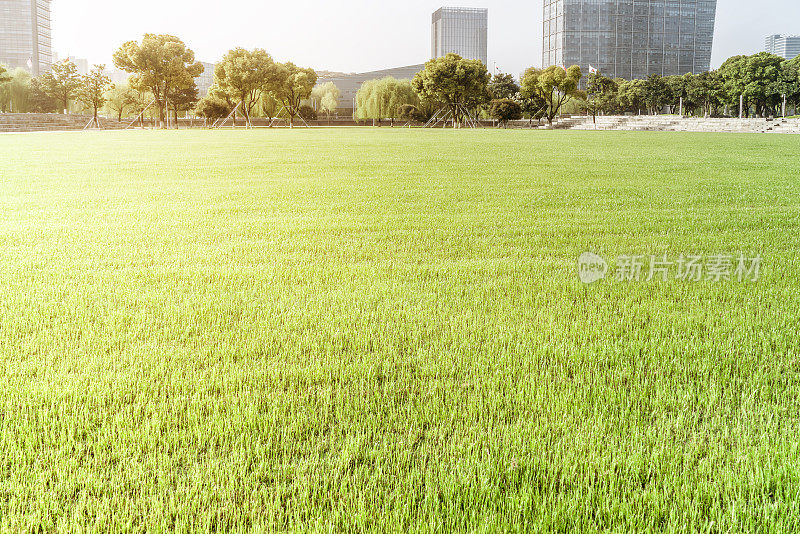 城市中心的小草，阳光和城市建筑。