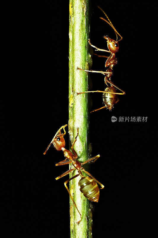 2只蚂蚁在垂直的树枝上(黑色背景)