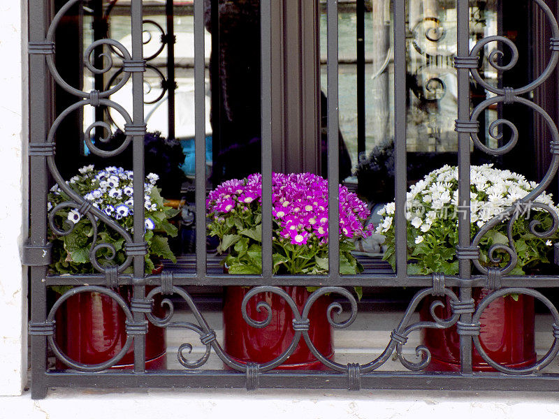 窗框后面窗台上的花盆里都种着凤仙花
