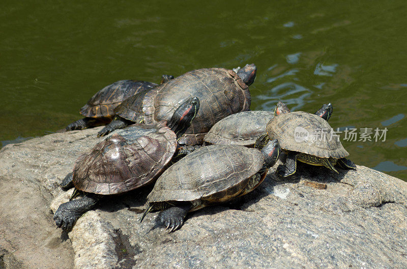 中央公园划船湖上的岩石上的海龟