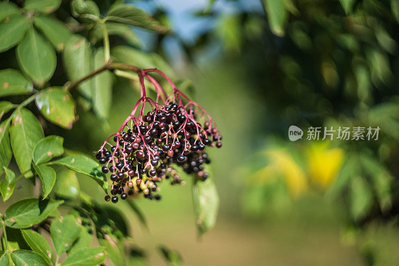 接骨木果集群