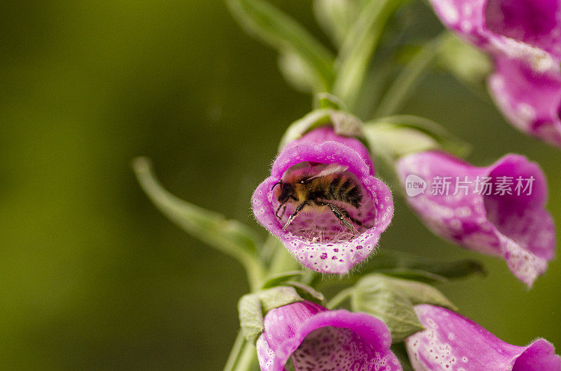 蜜蜂，重要且濒临灭绝