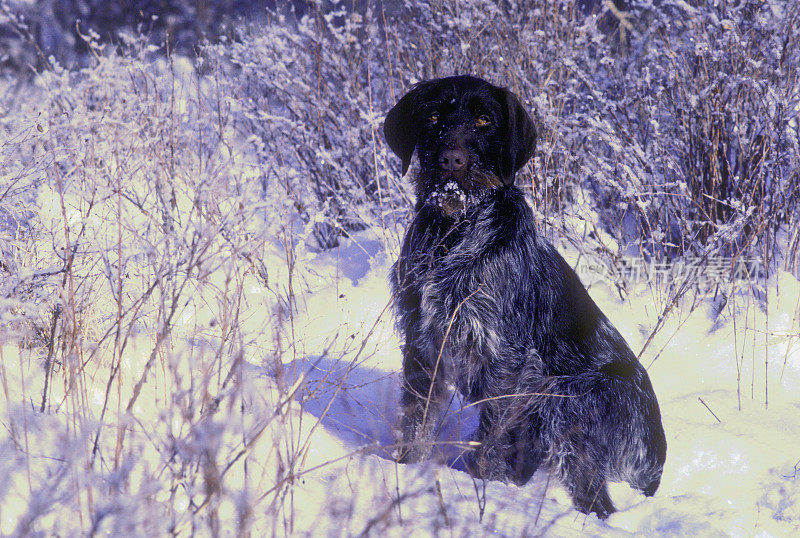 德国雪毛犬，MT