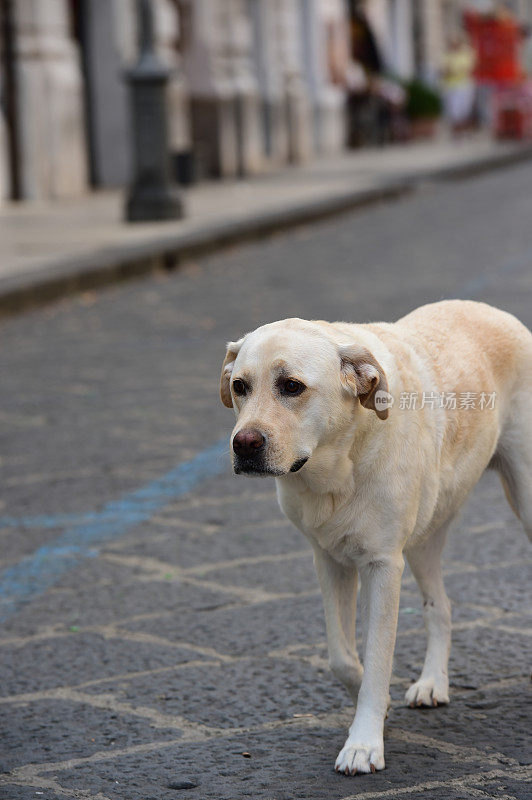 西西里的拉布拉多寻回犬