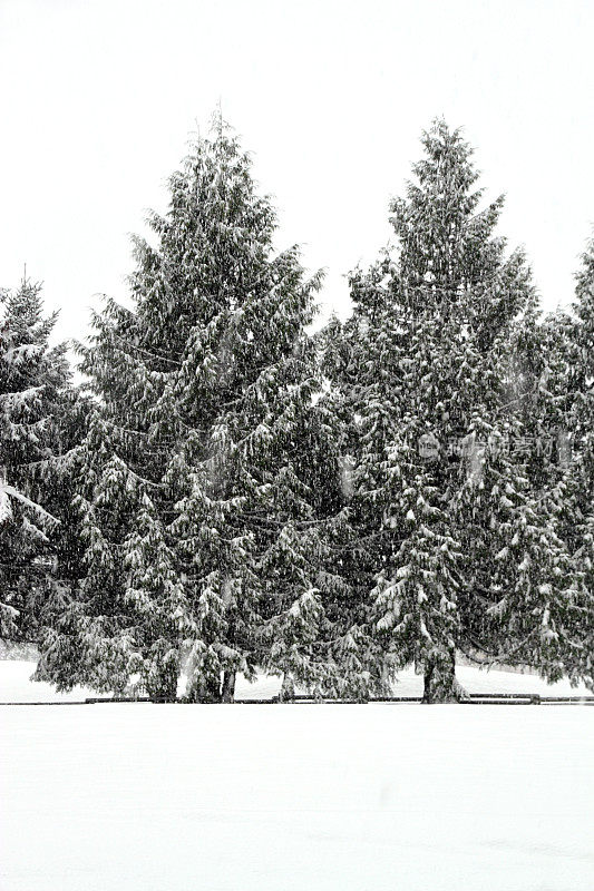 涂在雪