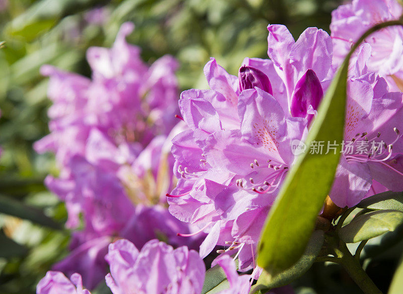 粉红色的杜鹃花的花