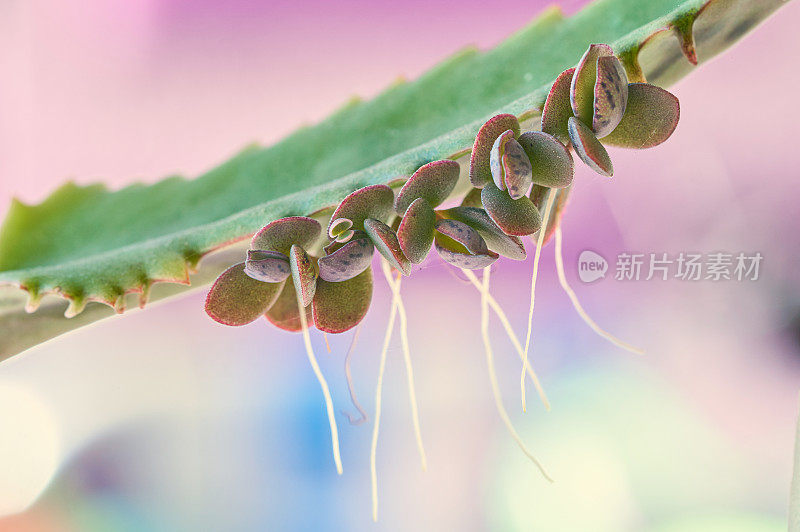 苔藓植物气生根微距拍摄