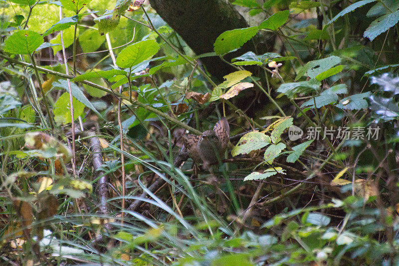 灌木丛中的Dunnock