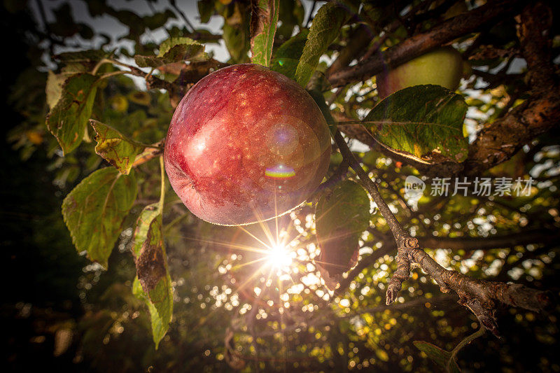 阳光穿过一棵苹果树