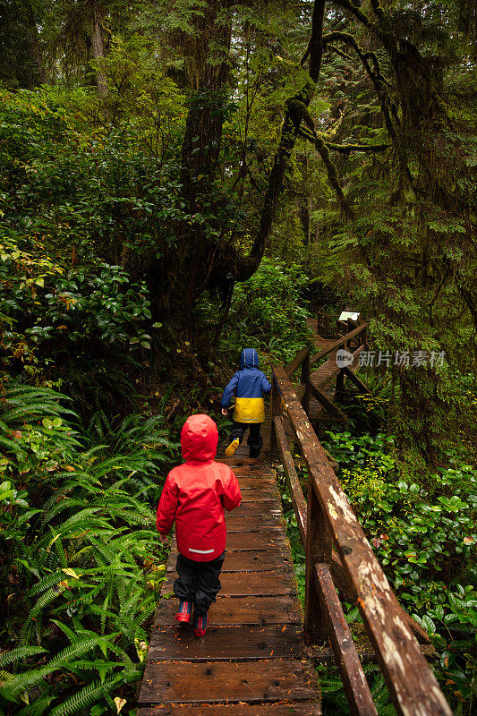 温哥华岛雨林