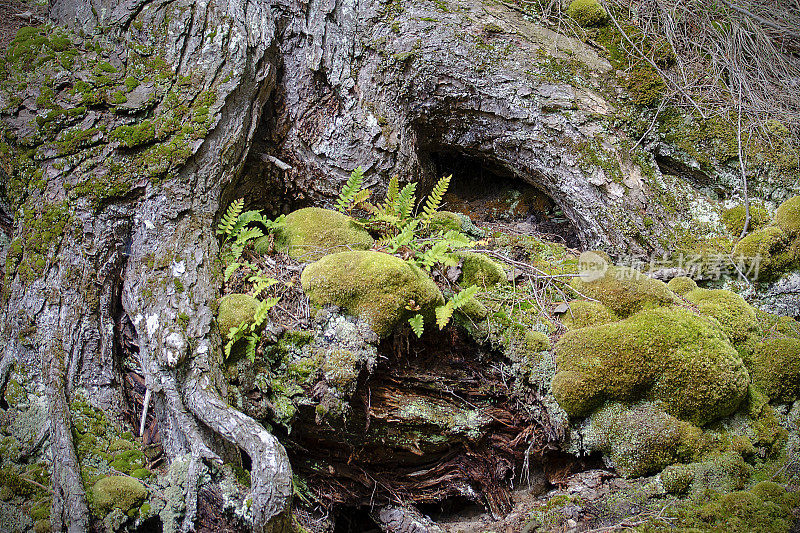有蕨类植物和苔藓的多节树根
