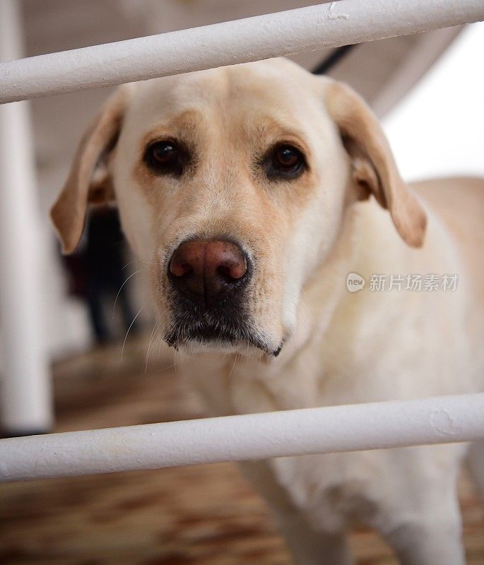 船上甲板上的拉布拉多寻回犬