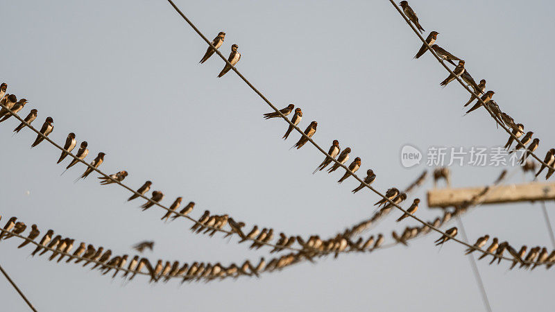 一大群巴恩燕子在缆绳上休息