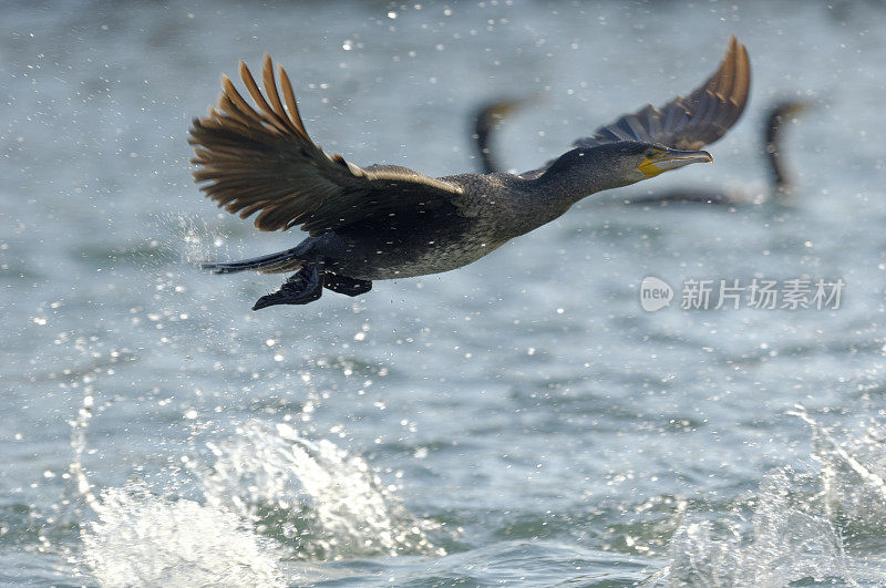 鸬鹚(Phalacrocorax碳水化合物)