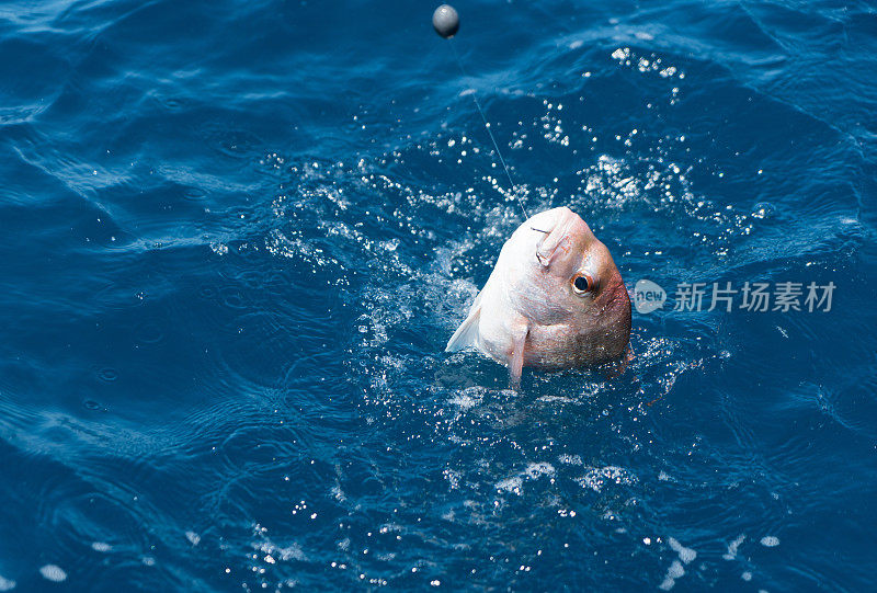 近距离拍摄的钓鱼从海里浮出水面