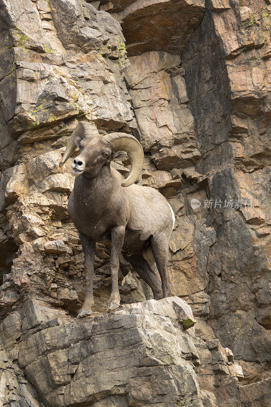 野生落基山大角羊公羊站立悬崖沃特顿峡谷科罗拉多州