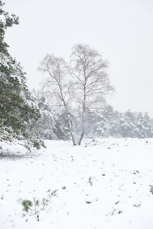 雪景在寒冷的冬日里与新鲜的雪