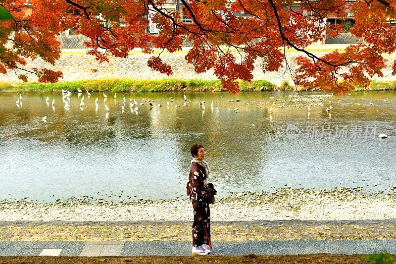 穿着和服的日本妇女在京都的秋天沿着加茂河行走