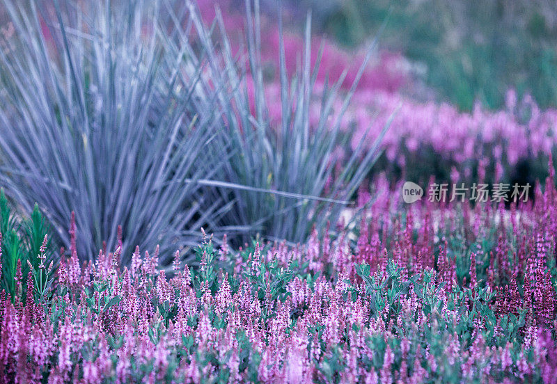 美丽的花坛夏天的花