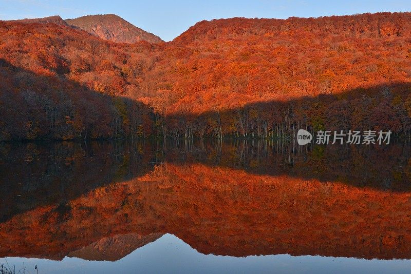 日本东北部和田市秋季沼泽的光影