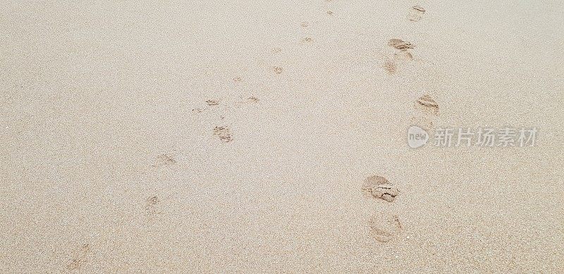 沙滩上的脚印和爪印