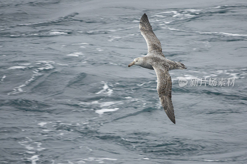 北方的巨型海燕飞过南极半岛的德雷克海峡