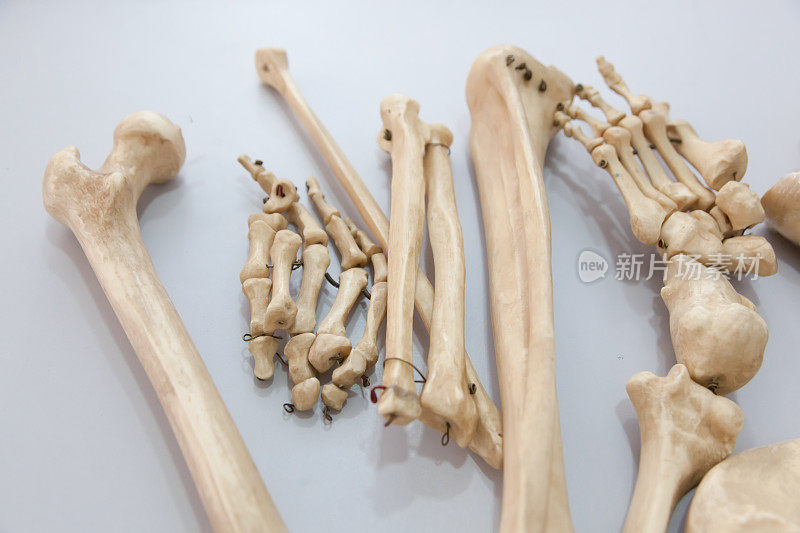 人体骨骼-医学骨骼