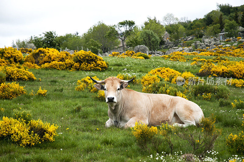 法国洛泽尔山一种有开花金雀花的奥布拉克牛