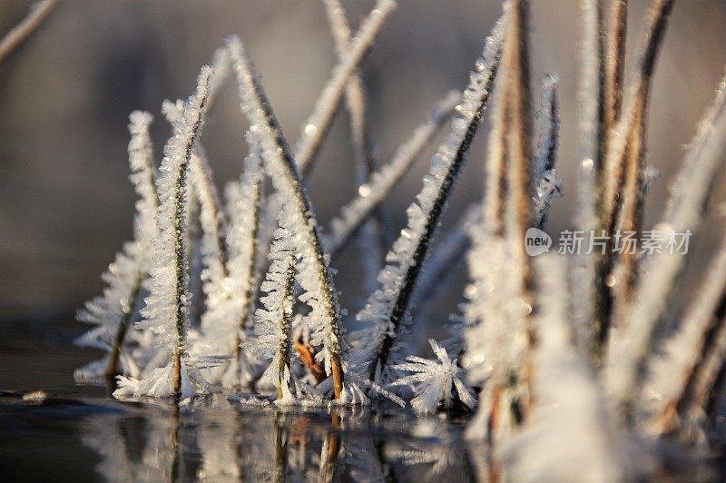 湿地结冰