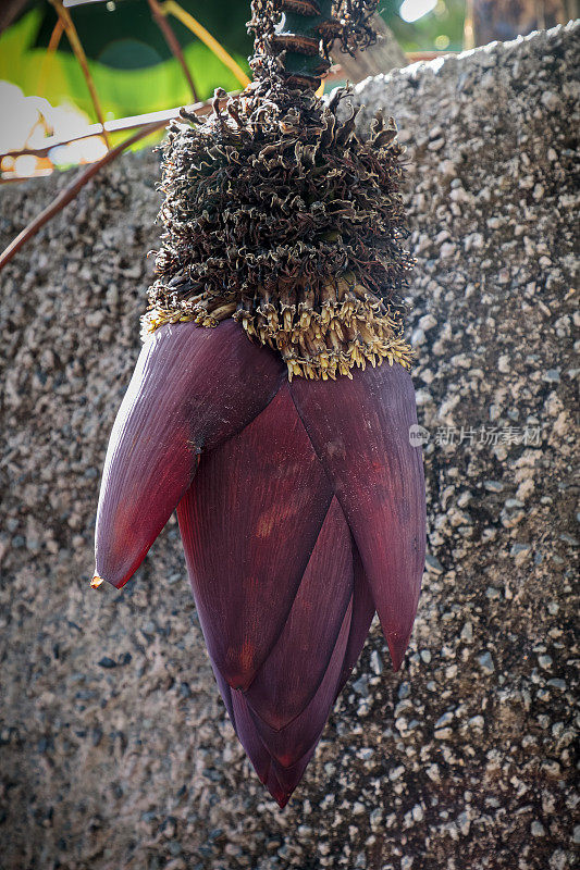 香蕉与花