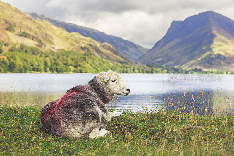 孤独的赫德威克绵羊在英国坎布里亚郡的湖边放松