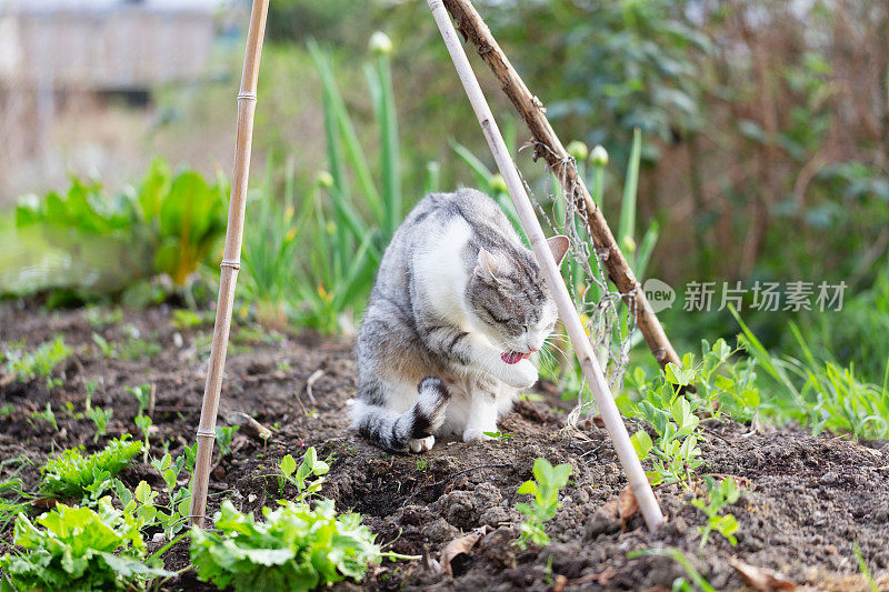 带白斑的虎斑猫在花园里打扫自己