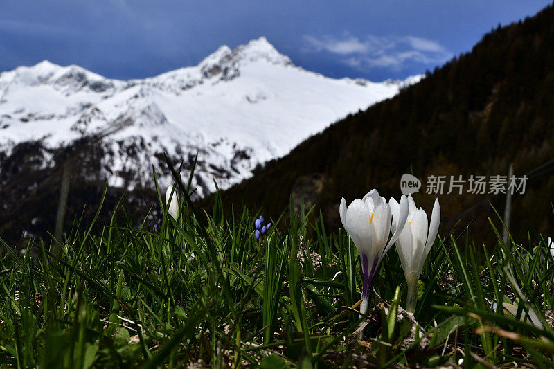 番红花在阿尔卑斯山上开花