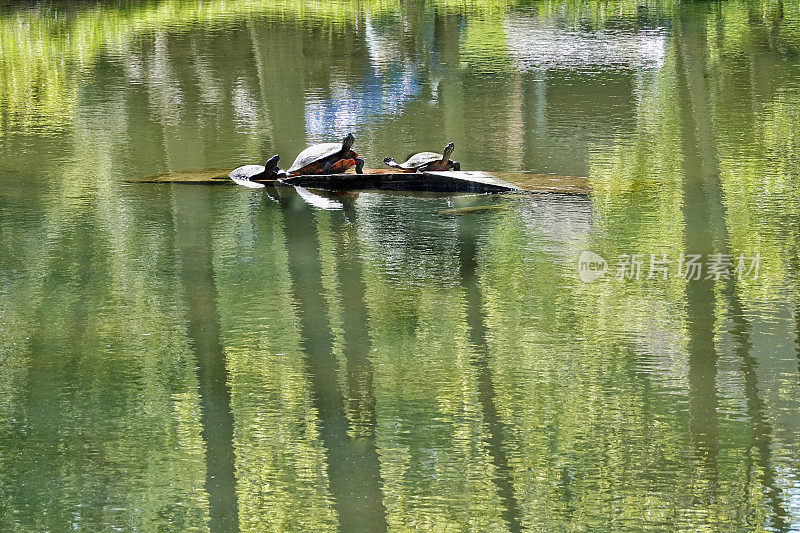 三只鳄龟在池塘里晒太阳
