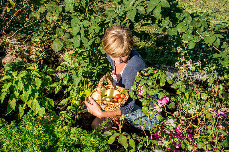 中年妇女在她的花园收获蔬菜