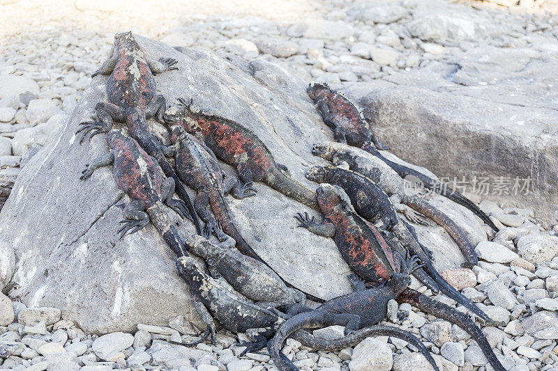 加拉帕戈斯群岛海洋鬣蜥。