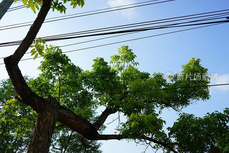 电力线在树枝间游走