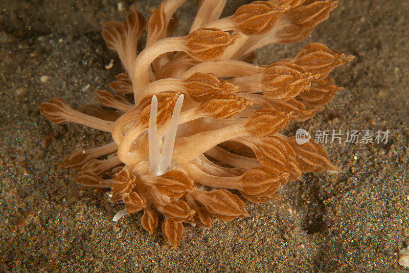 海洋生物。彩色的海蛞蝓水下生物裸鳃