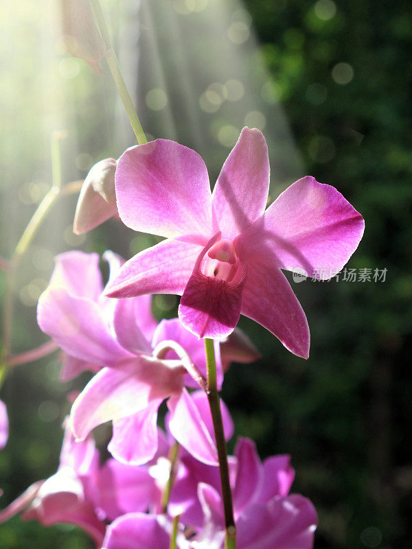 美丽的红兰花在亮晶晶的花园里，带着光束