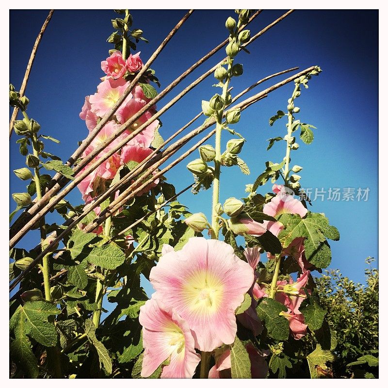 蜀葵-蜀葵是锦葵科约60种开花植物的一个属，俗称蜀葵。它们原产于亚洲和欧洲。