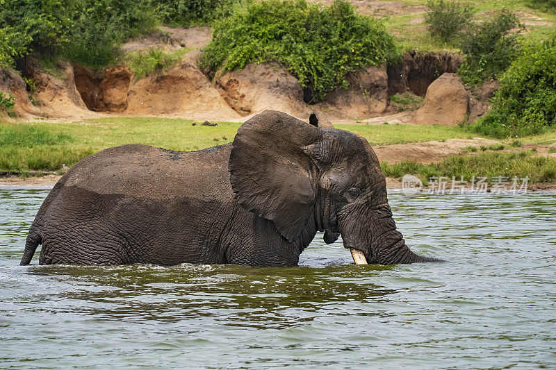 在乌干达尼罗河中洗澡的非洲象