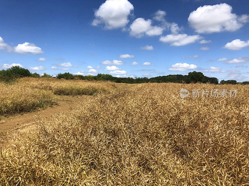 图片中的土车轮胎轨道进入一片成熟的油菜籽准备收获的田地