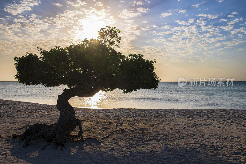 阿鲁巴岛，鹰滩的迪维迪维树