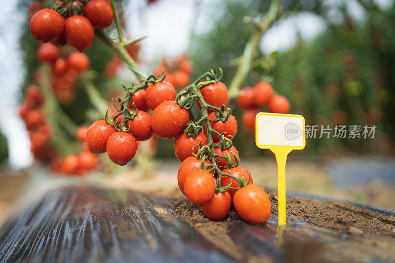 近距离观察在温室藤蔓上生长的番茄