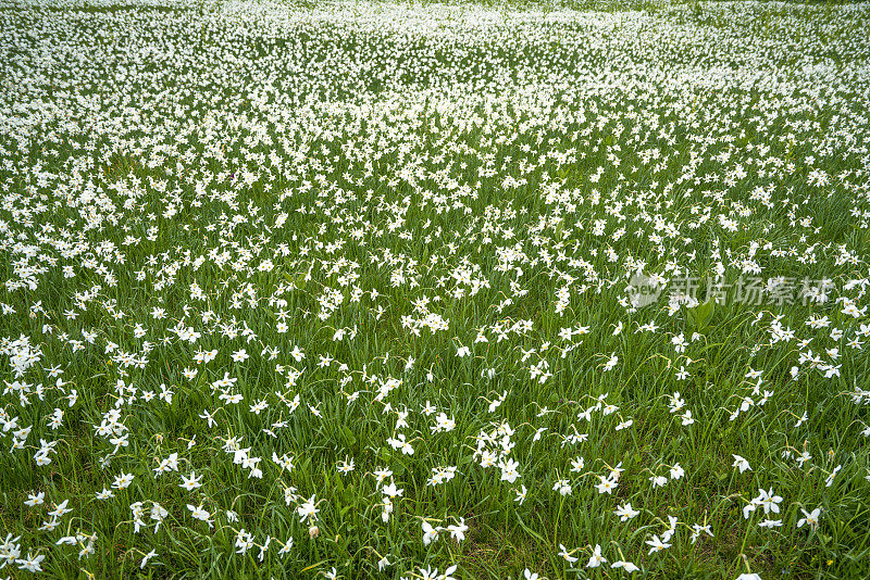 水仙花水仙花在田野上的山顶，斯帕诺夫vrh，斯洛文尼亚