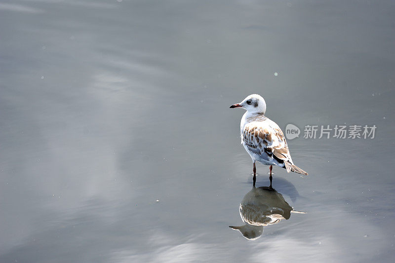 中国青海湖浅滩上一只孤独的海鸥。